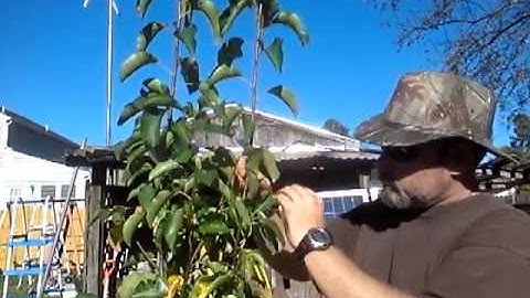 How to Prune a Pear Tree and  Propagation of the cuttings