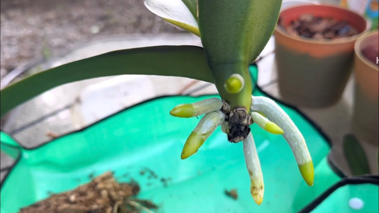 Estimula el crecimiento de las raíces en orquídeas.