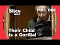Our child is a gorilla  part 1  slice wild  full doc