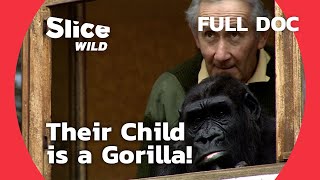 Our child is a Gorilla  PART 1 | SLICE WILD | FULL DOC