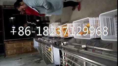 fruit and vegetable blueberry potato size grading sorting machine