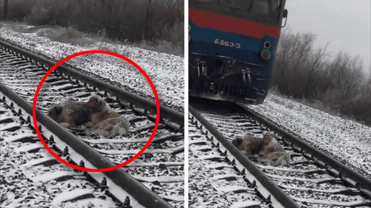 Когда он понял, что не может спасти её, он лег рядом. До слез!