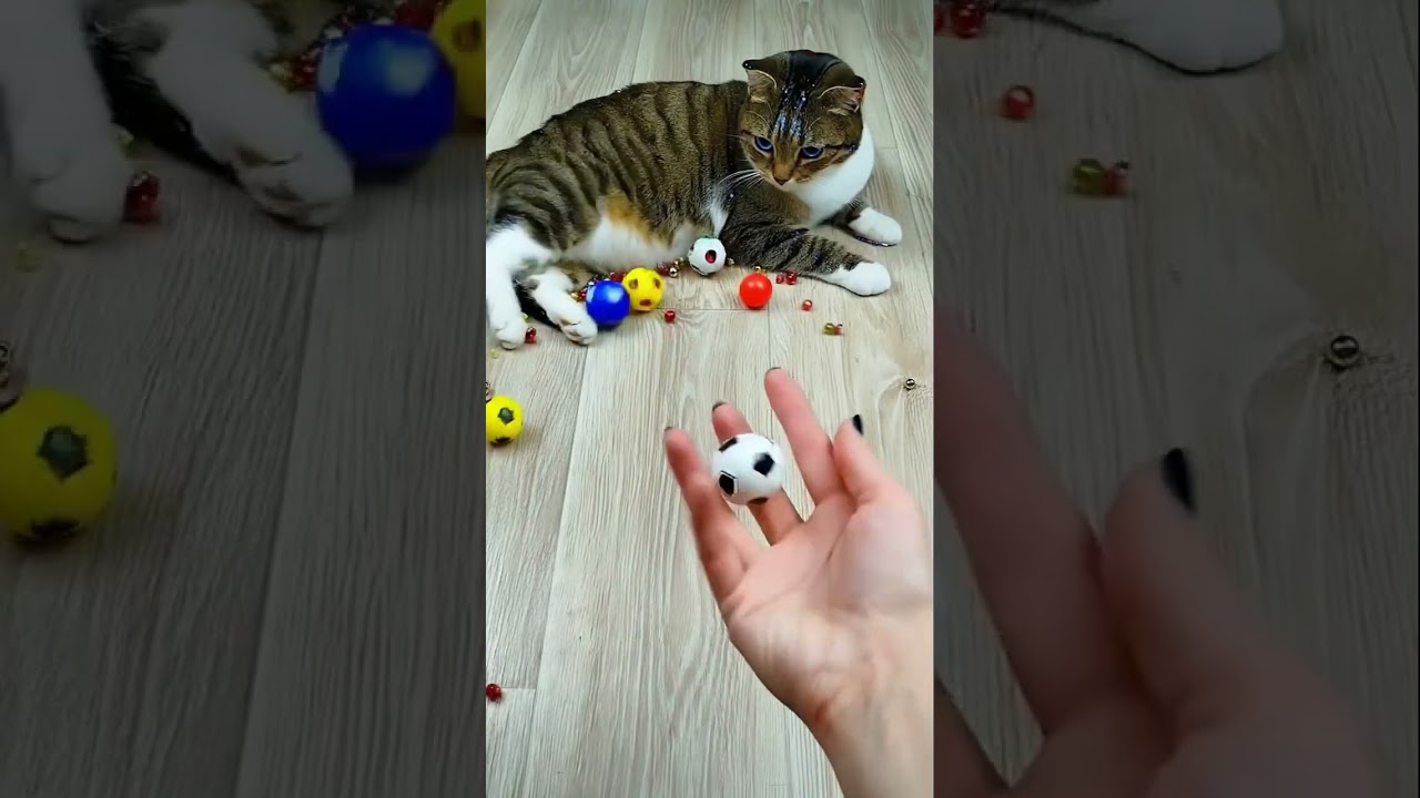 🐱📿⚽🌈 Cat Barsik Beads & Balls Magic | Reverse Video ✨