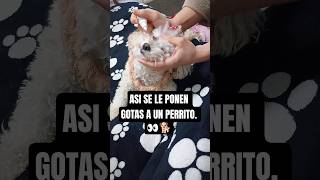 ASI SE LE PONEN GOTAS A UN PERRITO. 👀🐕