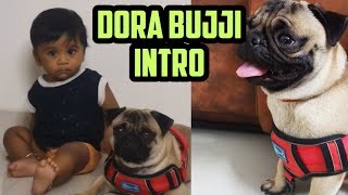 New family member Dora Bujji introduction ☺️ #scoobypug #methuchlm #pug #dogslover #puglover by Scooby Veedu 355 views 1 year ago 4 minutes, 55 seconds