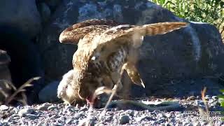 Burrowing Owls Take A Snake As Prey, Drag It To Their Burrow Bp 06112026 Explore.org