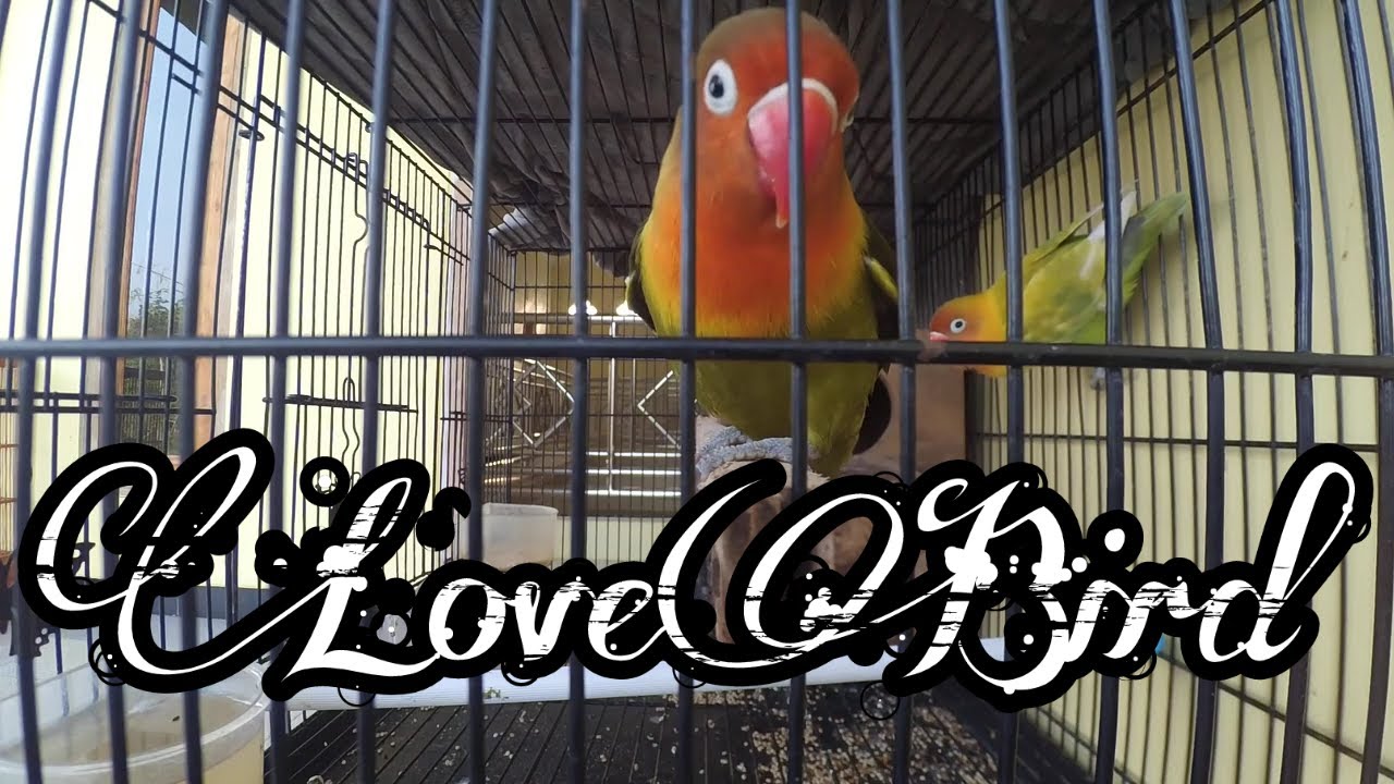Lovebird Dalam Sangkar 