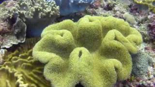 1091206文化百老滙表演_薩克斯風 Scuba diving KenTing soft corals &Tropical fish