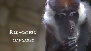 Red-capped mangabey (Cercocebus torquatus) during eating!