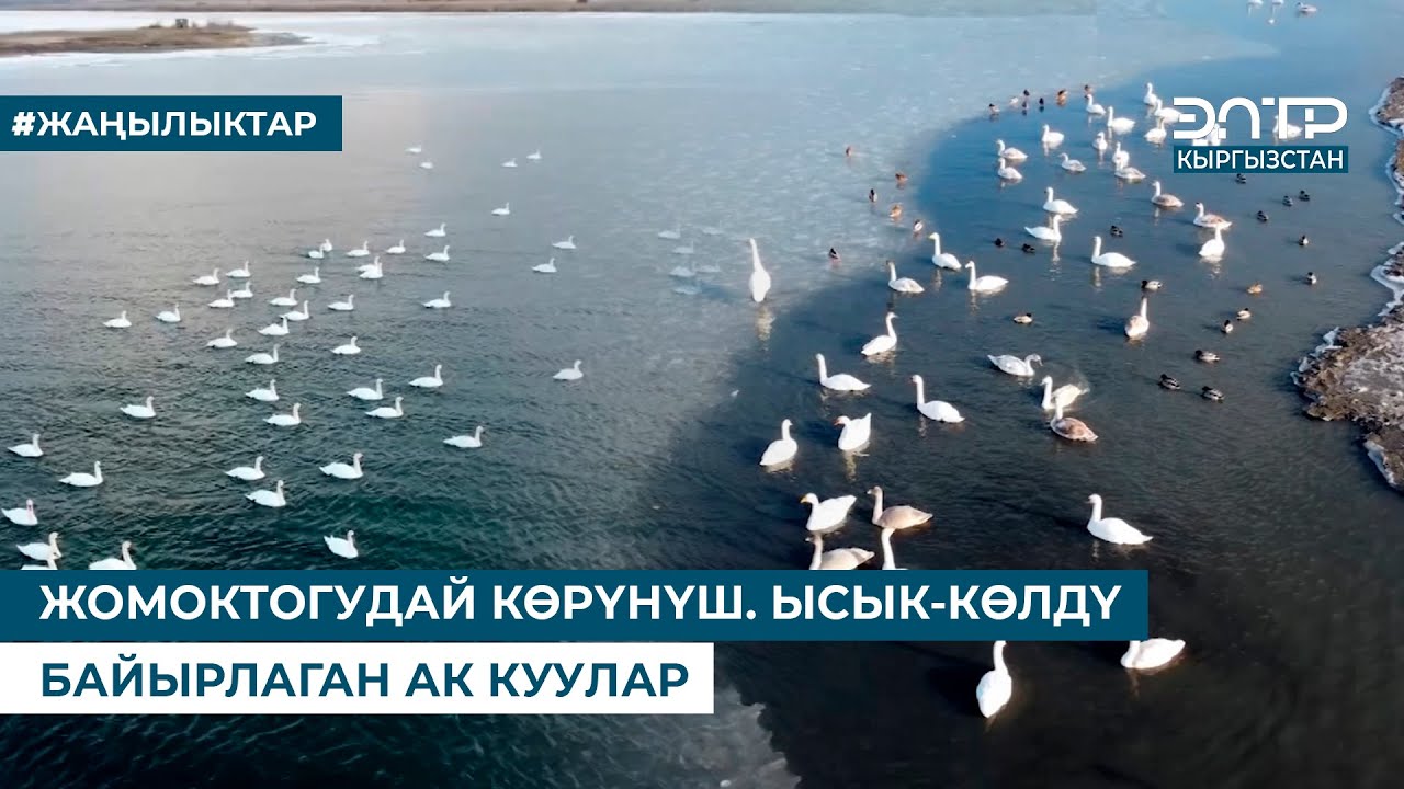 ЖОМОКТОГУДАЙ КӨРҮНҮШ. ЫСЫК-КӨЛДҮ БАЙЫРЛАГАН АК КУУЛАР