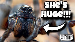 MEET The LARGEST WOLF SPIDER In The US!