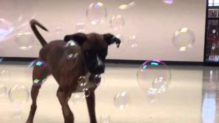 Leo playing with bubbles screenshot 3