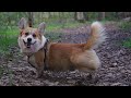 Corgi With A Tail