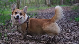 Corgi With A Tail by Sid Woodstock 2,485 views 11 months ago 1 minute, 39 seconds