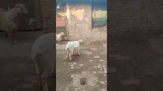 Famous AGAINST NO WALL: Don't bother building a fence. Know your neighbors. Net Worth