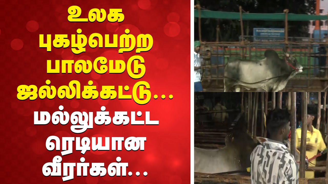 உலக புகழ்பெற்ற பாலமேடு ஜல்லிக்கட்டு... மல்லுக்கட்ட ரெடியான வீரர்கள்.. | Palamedu Jallikattu 2026 |
