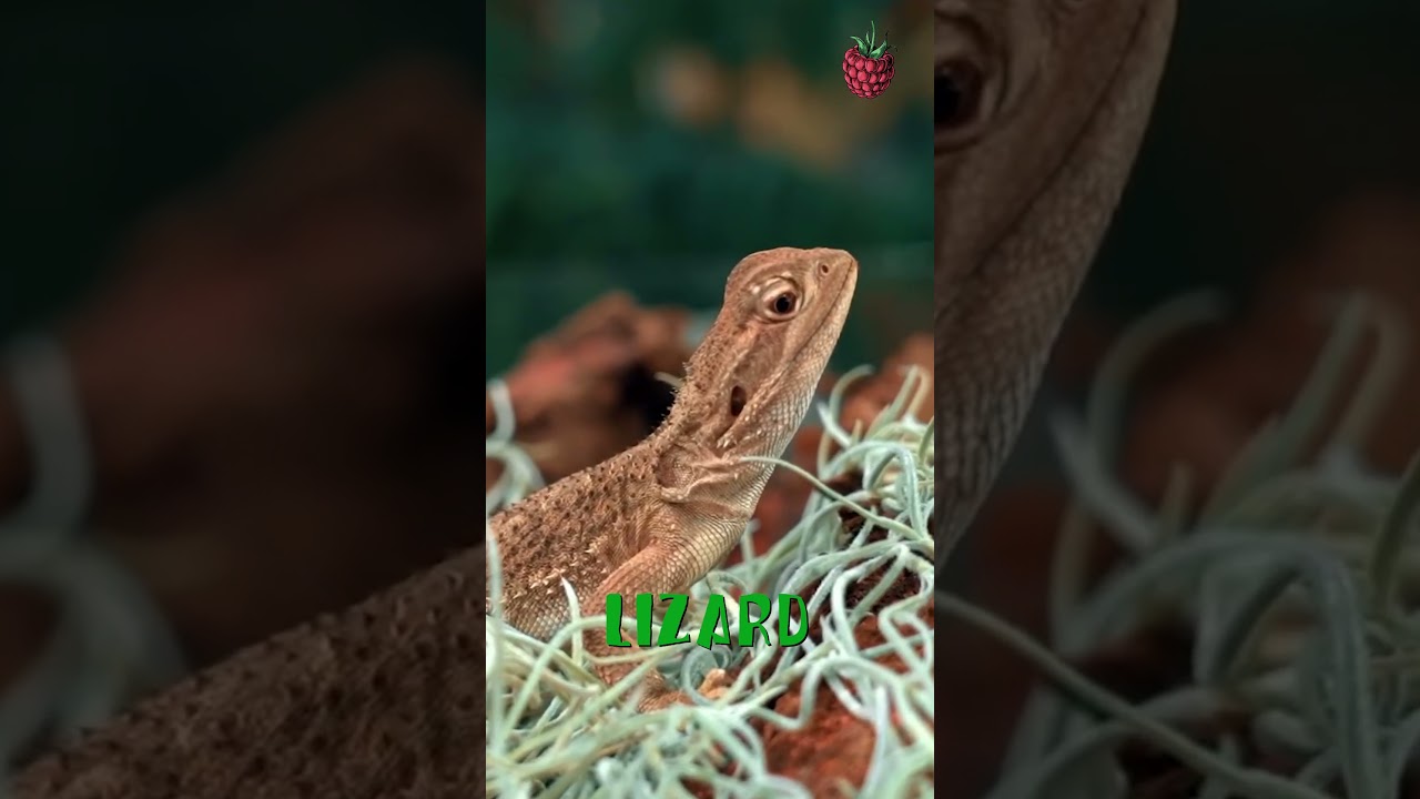 Scaly Friends: All About Pet Lizards!