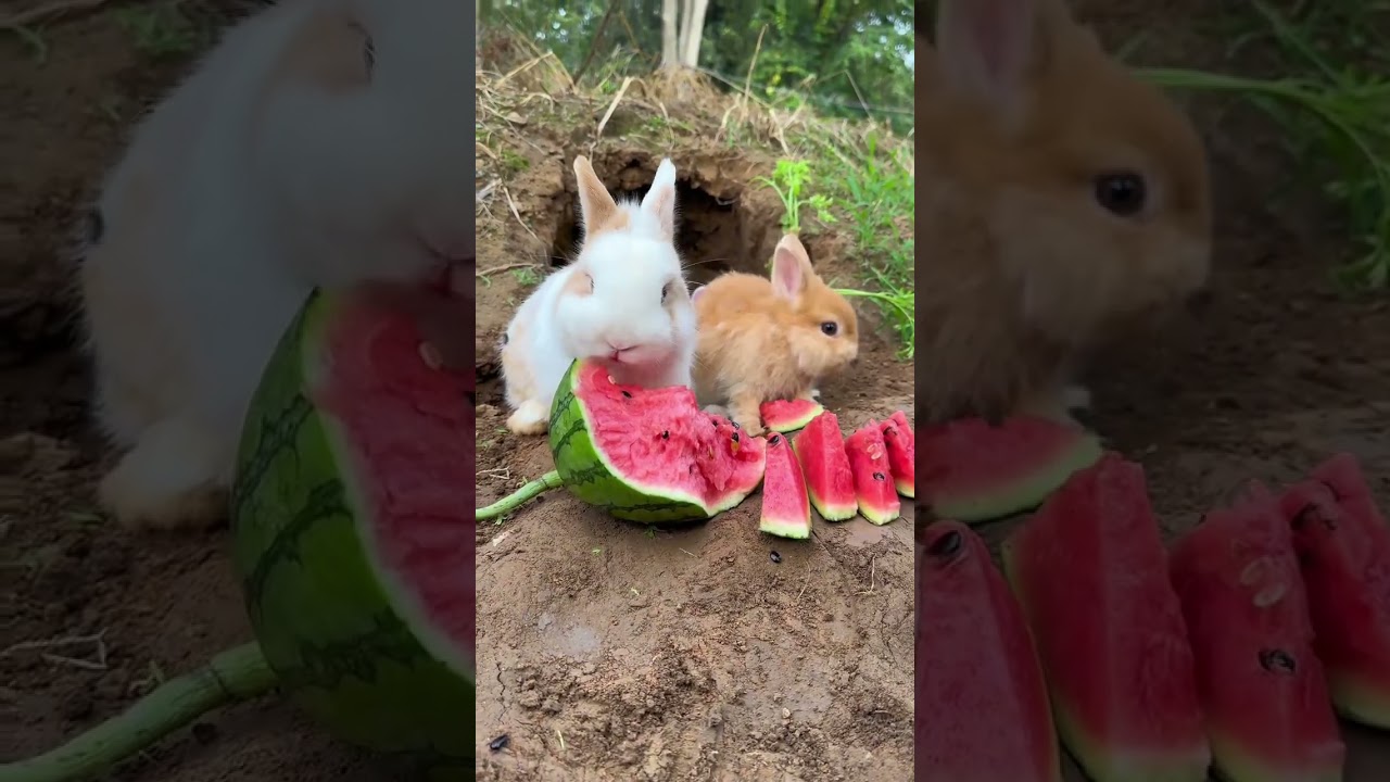 Bunny Spa Day! 🐰✨ Adorable Rabbit Licking Paws & Grooming ASMR | Soothing Pet Routine