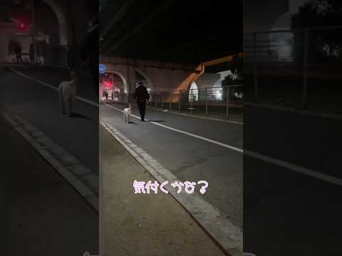 急に母ちゃんが居なくなった？どうする虎丸… #ラブラドールレトリバー #大型犬 #ドッキリ