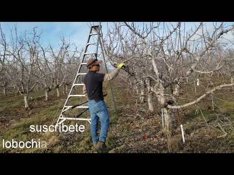 Video: Las Manzanas En El árbol Se Están Pudriendo (17 Fotos): ¿qué Hacer Si La Fruta Se Está Pudriendo Directamente En El Manzano Desde Adentro? Las Razones De Su Pudrición En Las Ramas,