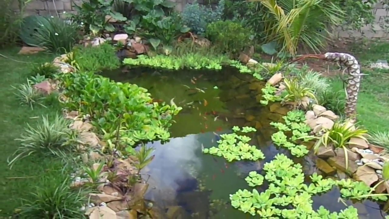 Filtragem ,fauna e detalhes de um lago ornamental com 10.000 litros