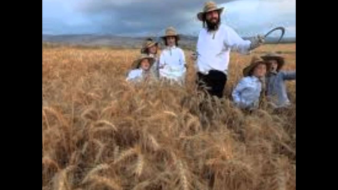 In northern india they harvest their wheat. Old European Production. Old European product.