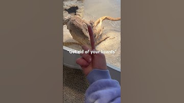 Like never 🦎v #funny #cartoon #animation #comedy #lizards #lizard #lovelizard