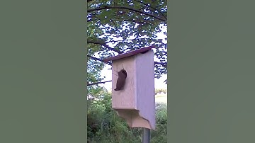 House wren trying to take a stick into nesting box