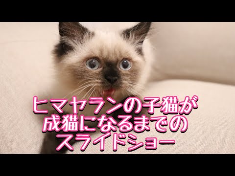 癒し猫　ヒマラヤン　成長スライドショー