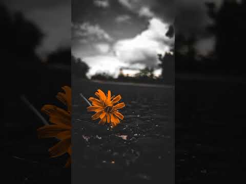 اغنية اه لو اعرف تروح وشوفتك هاي الاخيرة بصوط علي الهاجري