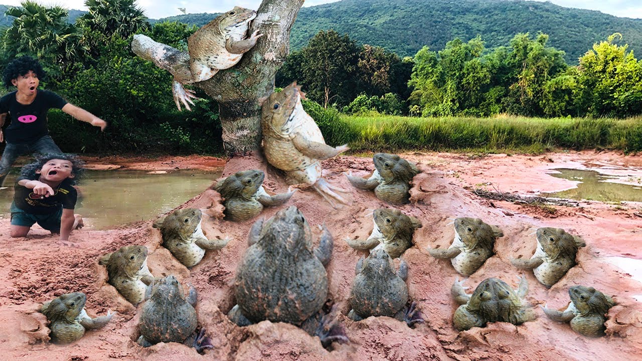 Survival Skills: SMART idea and USEFUL with Man and boy Save frog from Pit 
