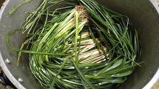 Nahirapan ka bang umihi? ito ang solusyon! | Herbal medicine | HALAMANG GAMOT | PARAGIS BENIFITS