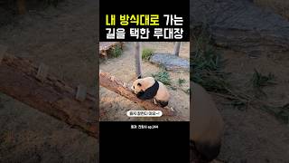 내 방식대로 가는 길을 택한 루대장! #강바오 #루이바오 #후이바오