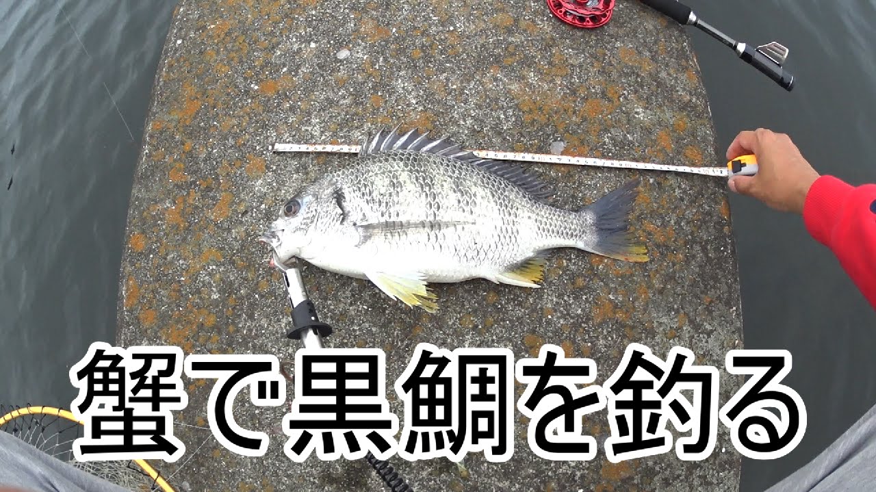 蟹餌でヘチ釣り 黒鯛 チヌ キビレ Youtube