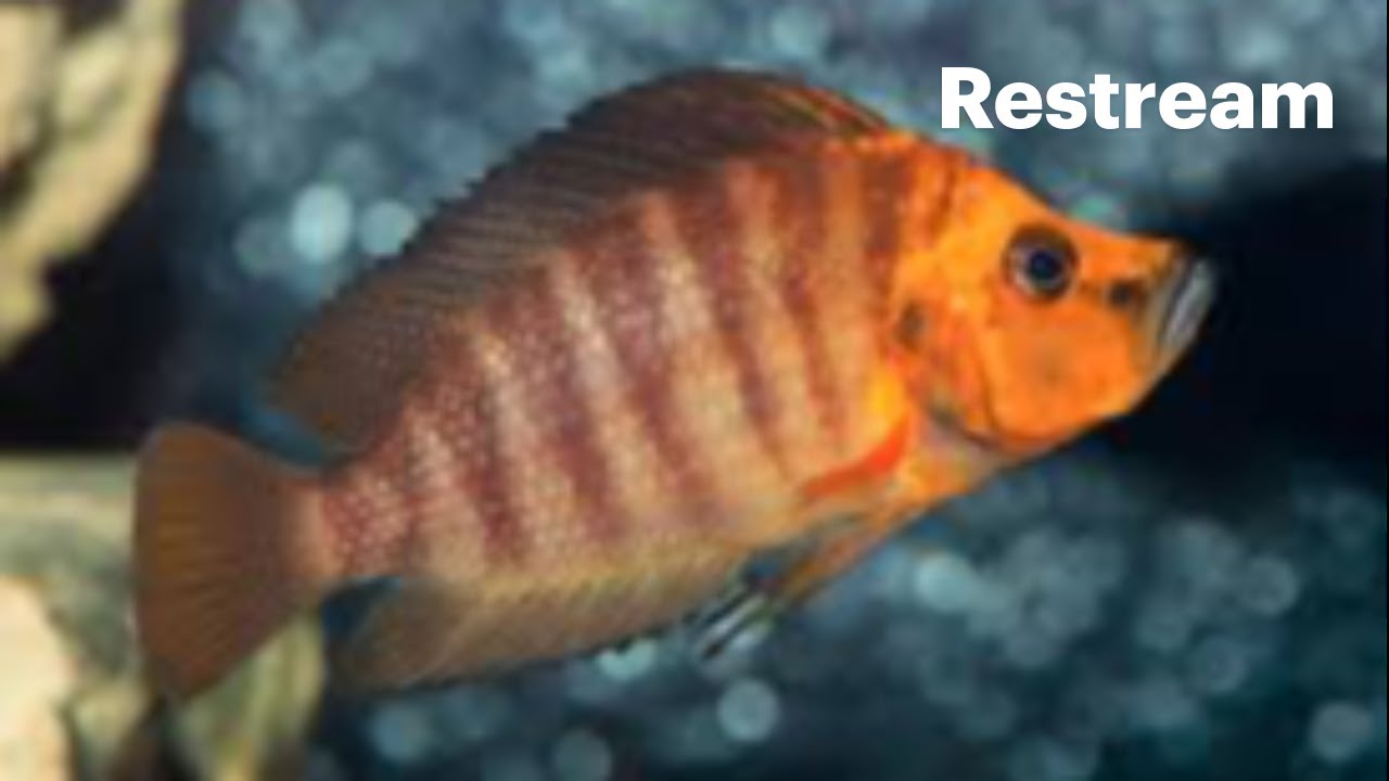 AAA FISH POW WOW! #aquarium #tropicalfish - YouTube