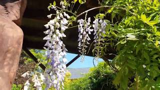Wisteria floribunda 'Murasaki Noda' vistárie květnatá a dřevořezby zvířátek