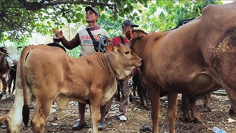 15 juta !! Ajorrr Babon Anak Super Murah Bangett !! Sepi Pembeli !! Pasar Sapi Jatirogo 
