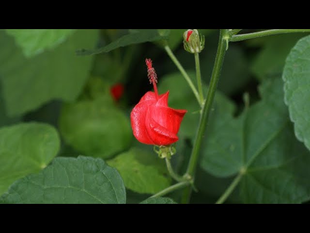 automatic watering for potted plants Self Watering Pot