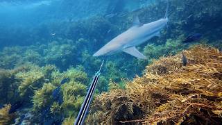 Tahitian Spearfishing techniques in New Zealand