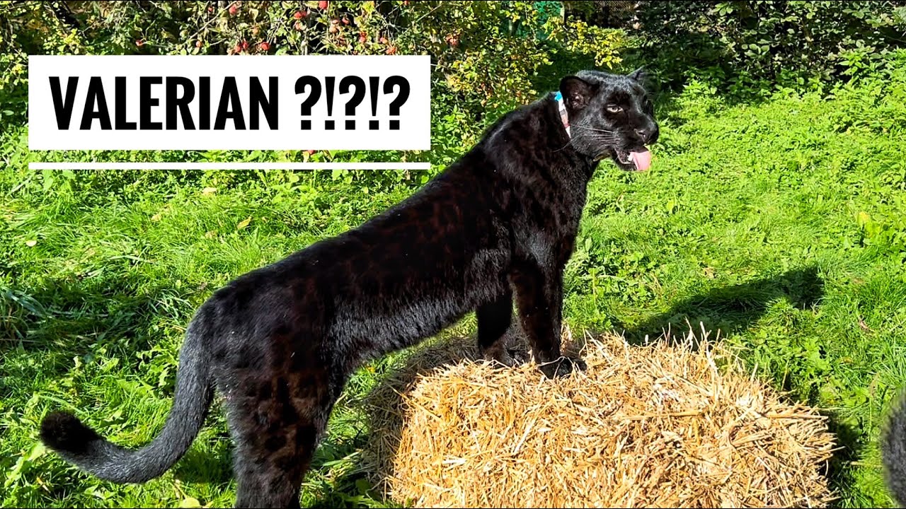 Реакция пантеры Луны на валерьянку😅🙈