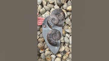 MEGA-AMMONITE Find! Colossal Sized Specimens! #shorts