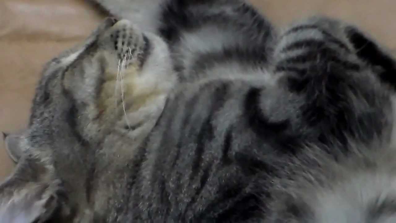 cats inn HDV_0074.MP4- GATO PREGUIÇA