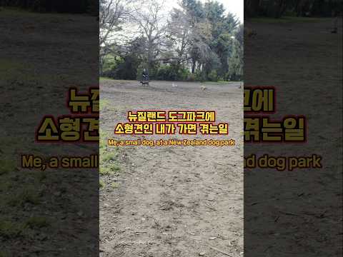 뉴질랜드 소형견의 수난. 그래도 좋다고 계속 더 놀겠다는 리콜 안되는 말숙이 #뉴질랜드강아지 #강아지산책 #7개월퍼피 #푸숑 #비숑 #토이푸들