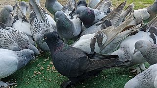 Çökmeye başladılar maşallah 4/26. dalışi beni seyredin dalışı yaptı 😂 🧿