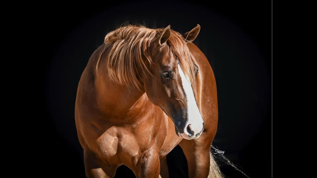 LOT  42, BS SPOOKS LIL GUN, PREMIIER HORSE SALES, RIDE THE WAVE.