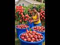 idea on how to grow a high yield passion fruits at home using a plastic bucket or sack bag