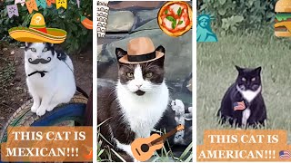 TIK TOK COMPILATION - ALL MY VIDEOS of calling cats and people in different languages! #shorts