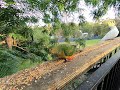 Bird Banquet on the Ledge: King Parrots, Cockatoo &amp; Bronzewing Party in the Trees!