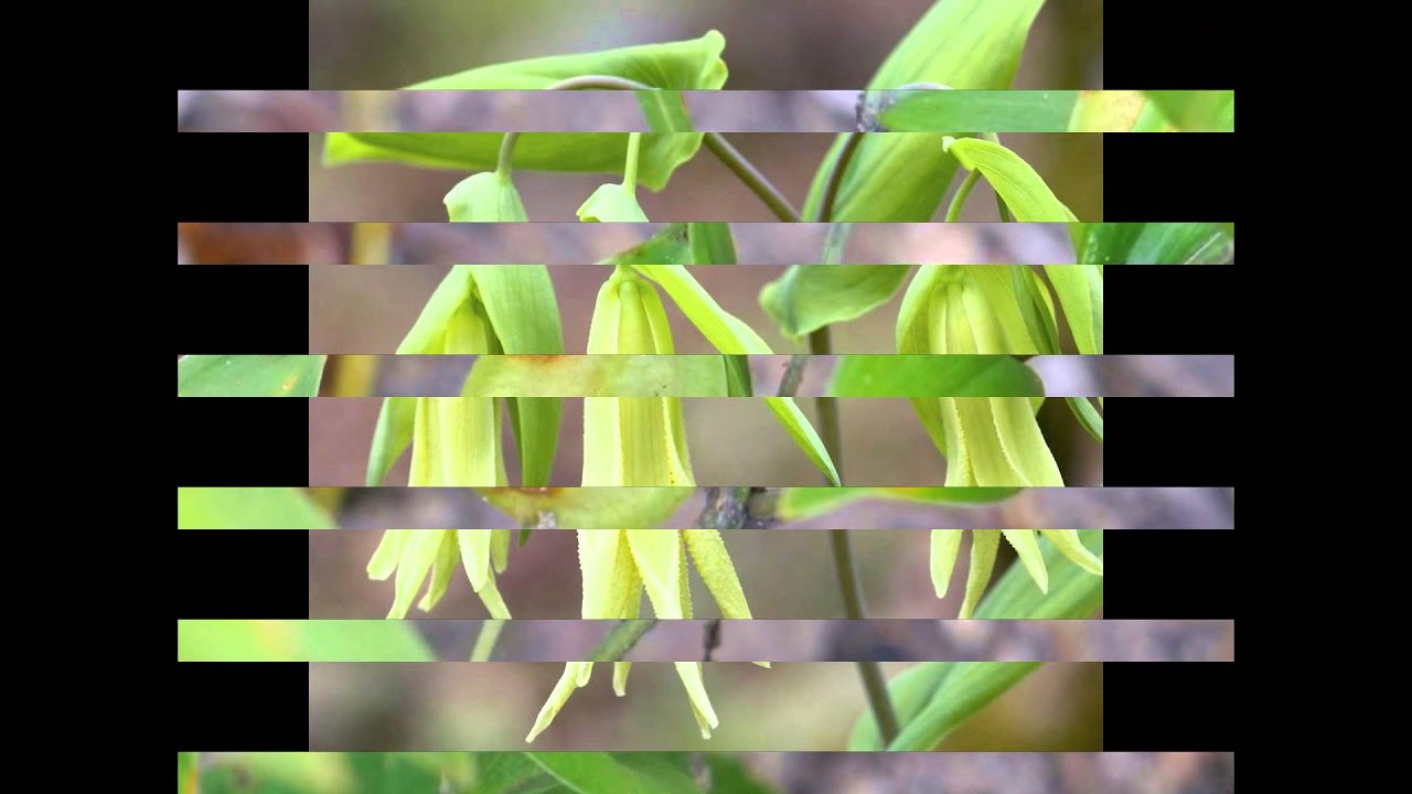 УВУЛЯРИЯ  (UVULARIA)  сем. Безвременниковые