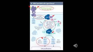 Kras Activation And Adagrasib